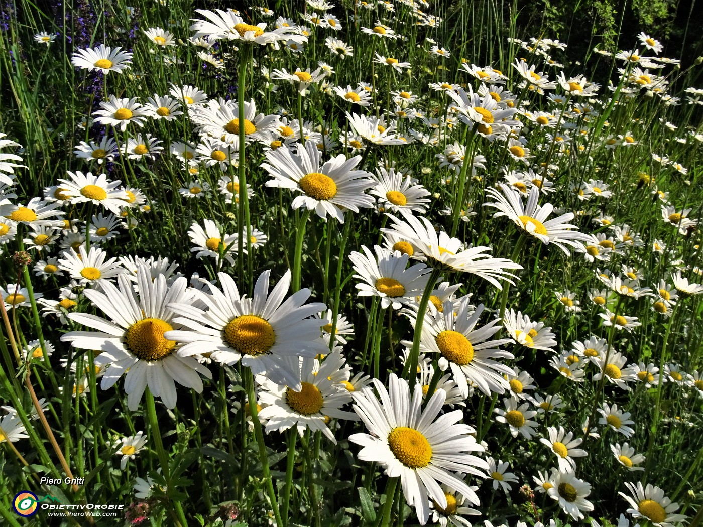 14 Leucanthemum vulgare (Margherita comune) .JPG